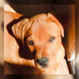 Meet your Posher, Chloe